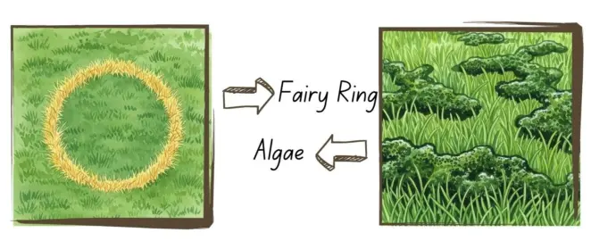 Algae and fairy ring in turf