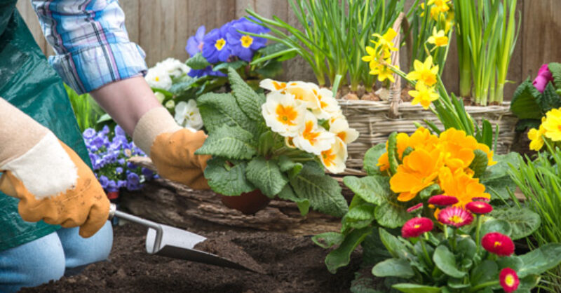 A lady mowing her lawn