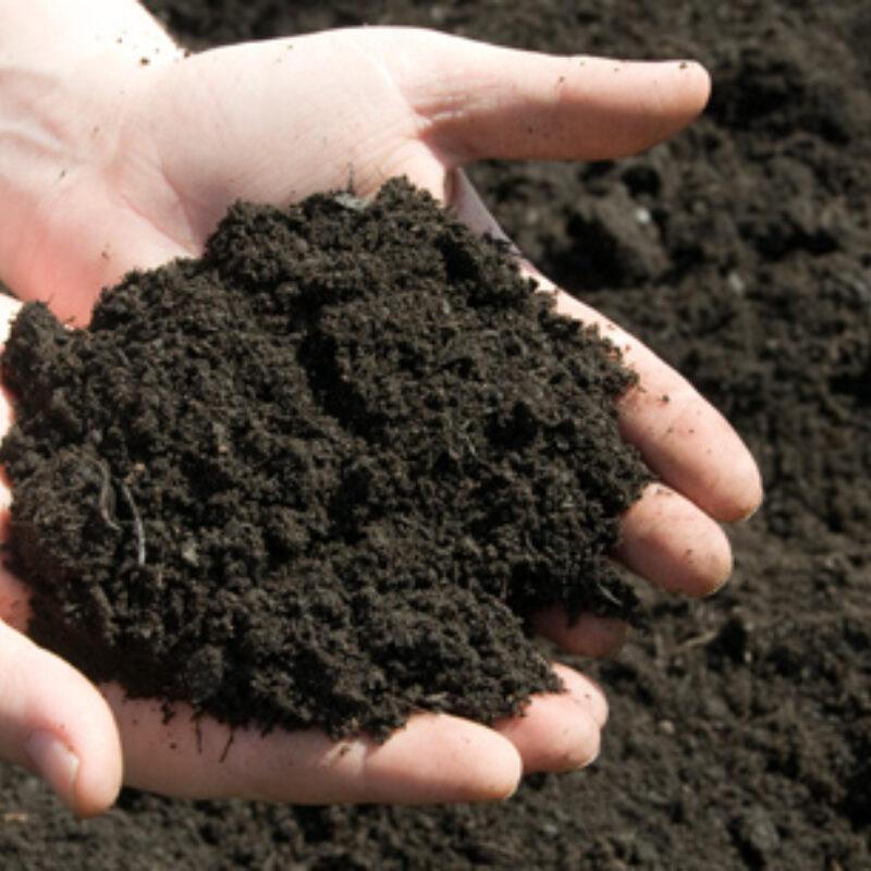 Rye gold turf customer feedback