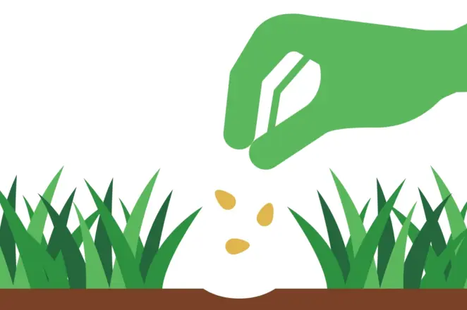 Overseeding patchy lawn