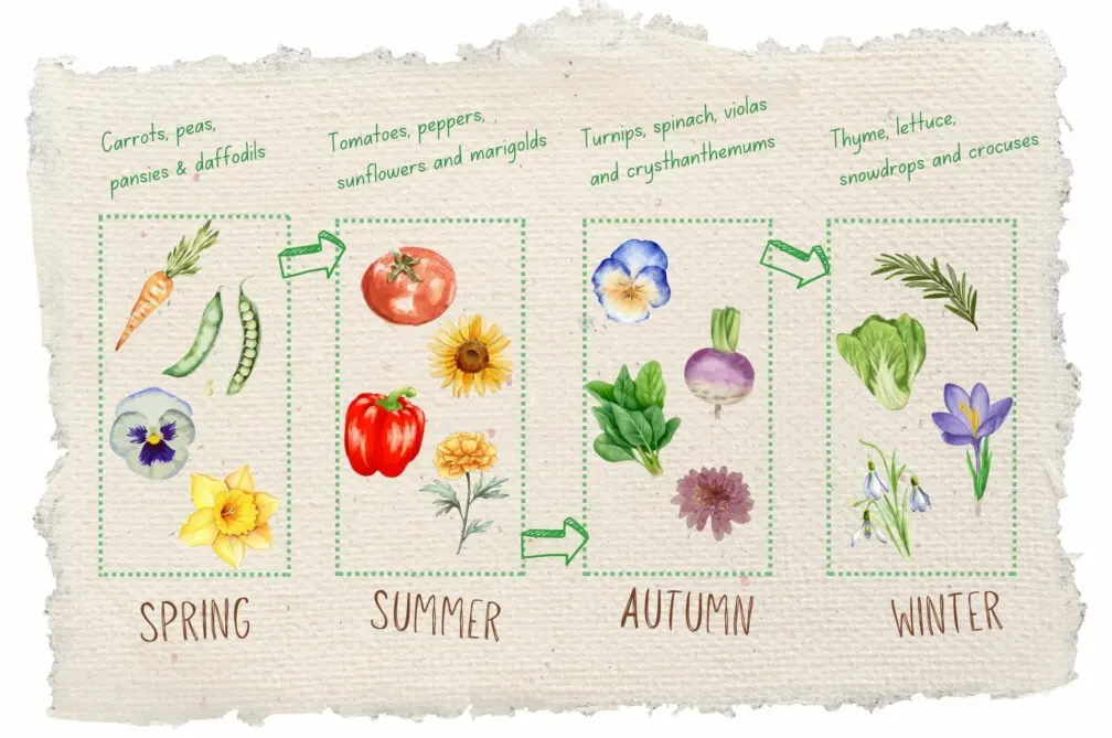 Seasonal planting calendar