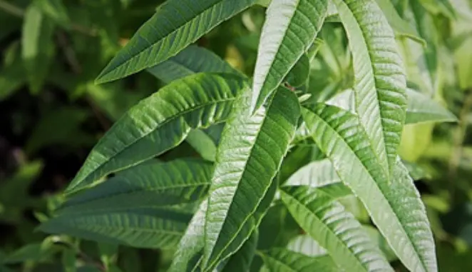 Lawn edging floorplan