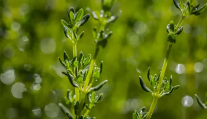 Lawn edging examples