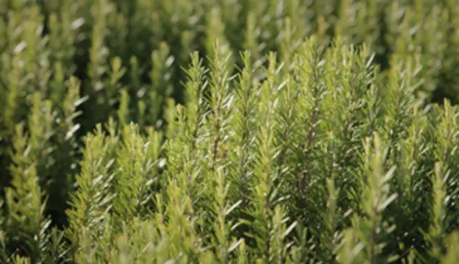 Diy hanging planters