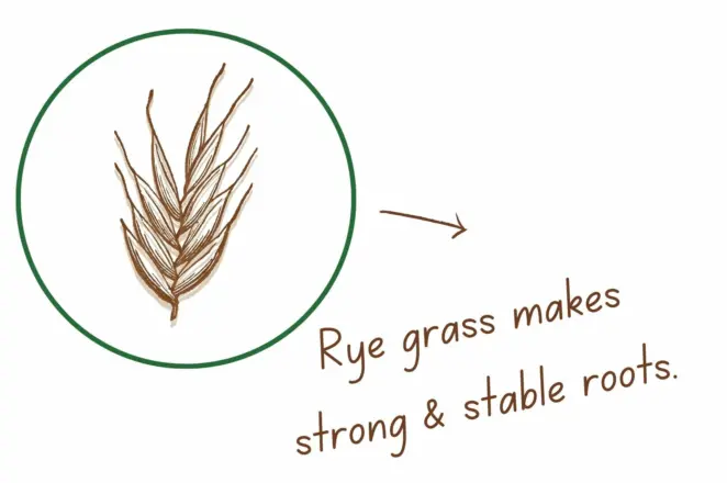 Rye grass