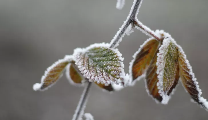 National gardening day