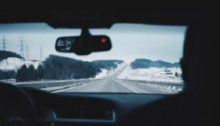 Shrubs in the garden