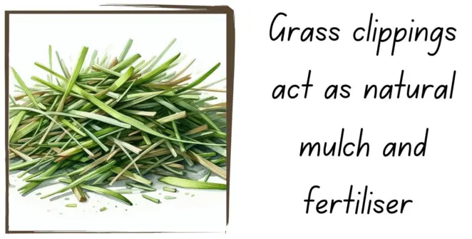 Grass clippings used as mulch