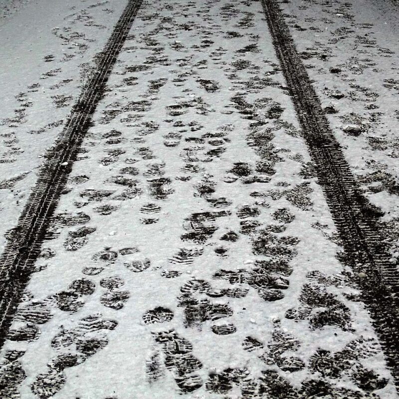 Plants suitable for a roof garden