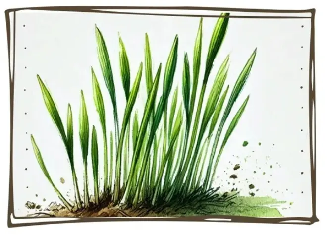 Grass germinating