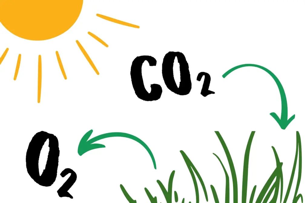 Photosynthesis grass