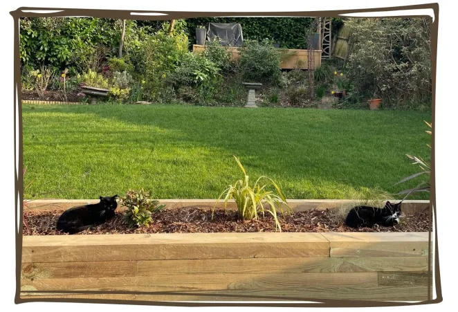 Cats laying down on stadium turf