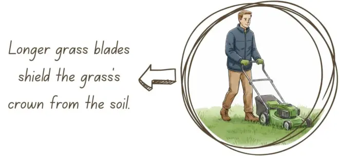 Grass blades insulating the crown