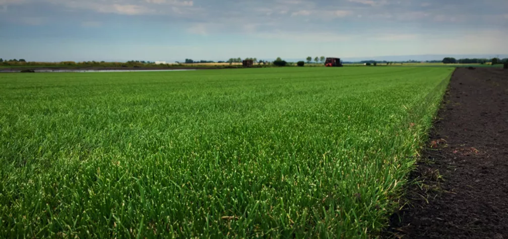 How to plant bulbs in your lawn without damage