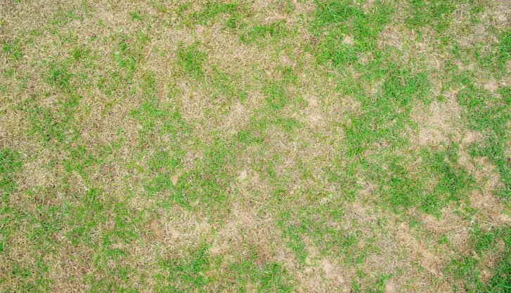 Lawn diseases