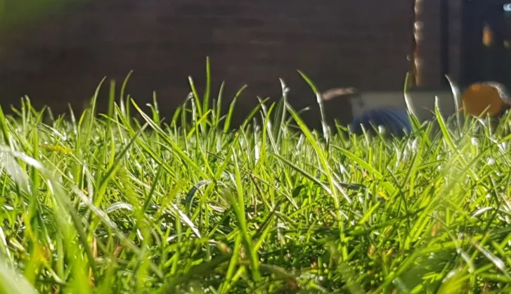 Beneftis of natural turf