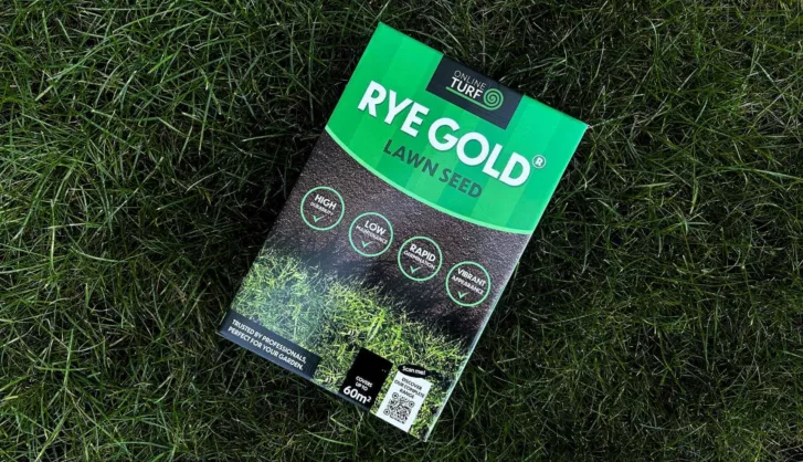Rye gold grass seed