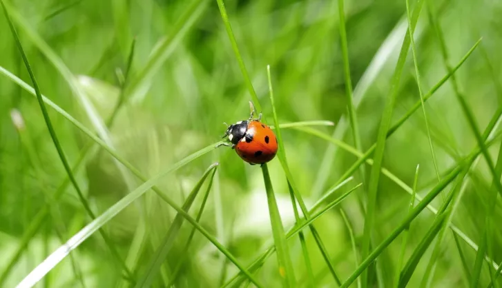 Attracting wildlife to garden
