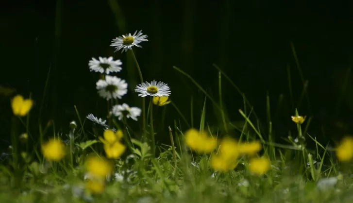 Eco friendly weed killer