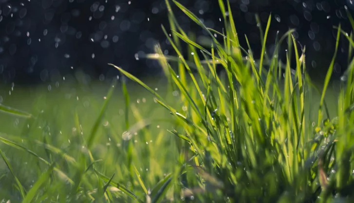 Turf science tailored lawn care