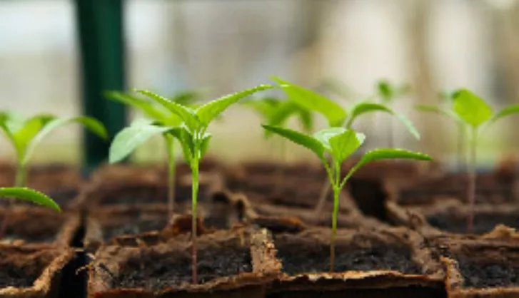 Gardening for beginners thumb