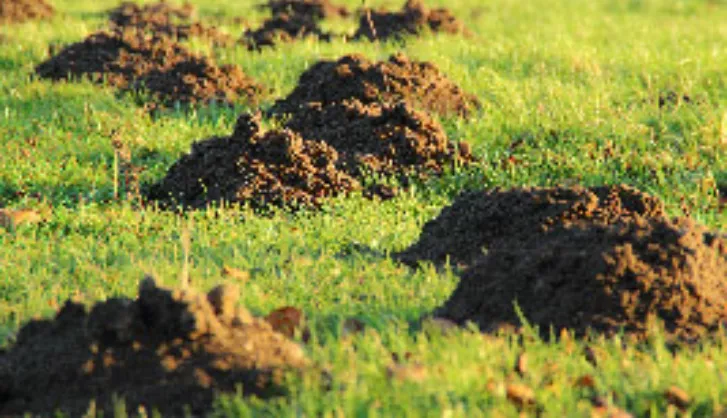 How to rejuvinate lawn thumb