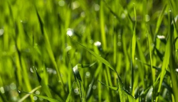 Sowing lawn thumbnail