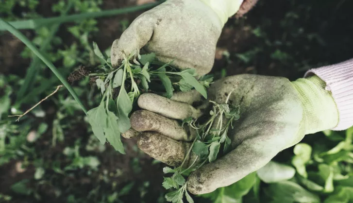 How to remove weeds from lawn