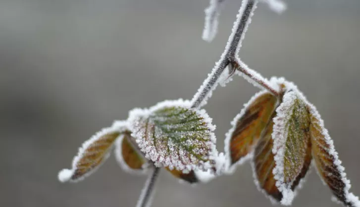 Lawn Repair Thumbnail