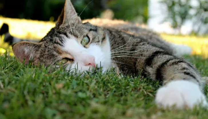 Maintenance Free Gardening Thumbnail