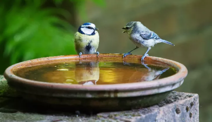Birdbath Thumb