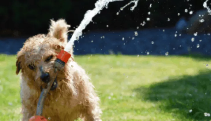 Caring For Lawn During Heatwave Thumbnail